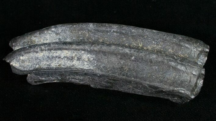Pleistocene Aged Fossil Horse Tooth - Florida #10285